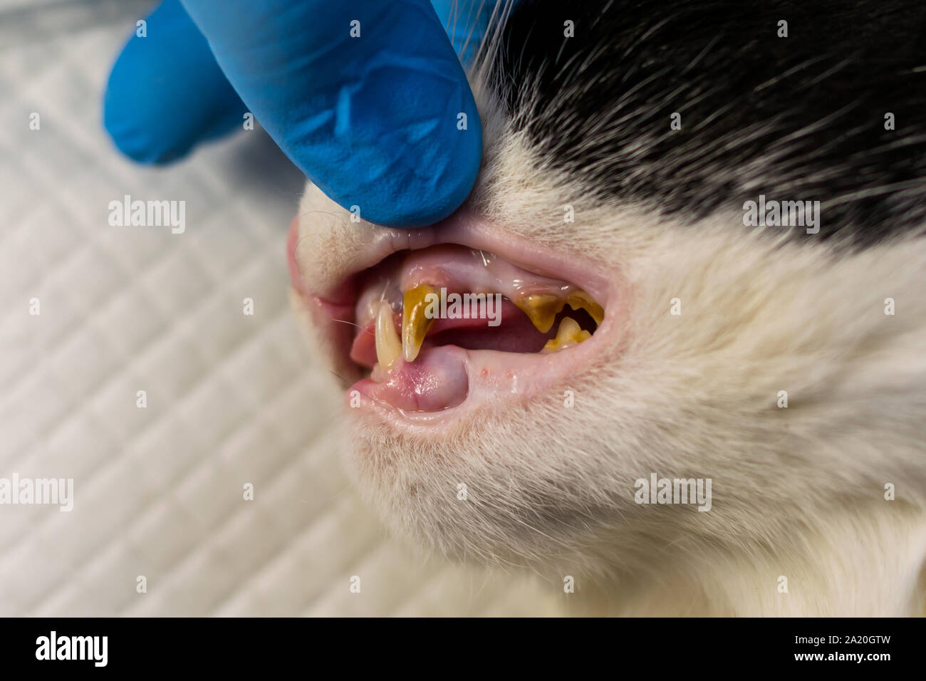 Cat teeth with bacterial plaque at the veterinary clinic before
