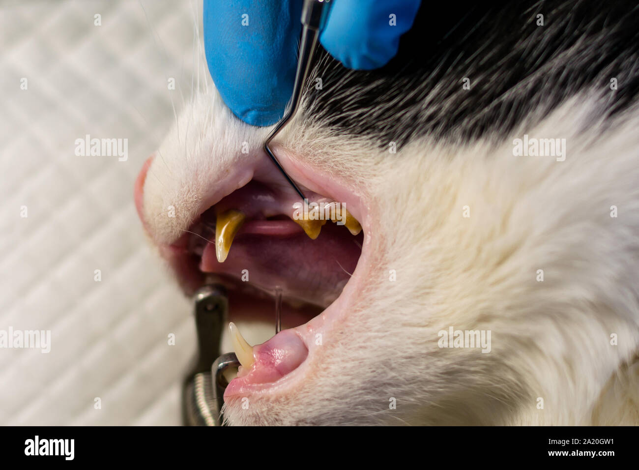 Teeth with bacterial plaque hires stock photography and images Alamy