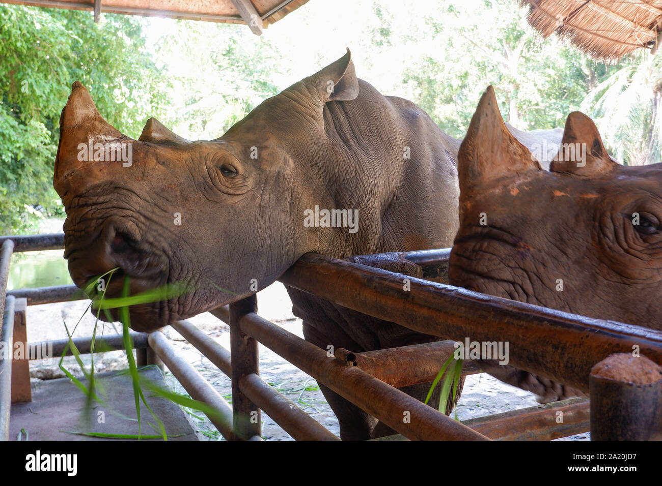 Two rhinos in the Thailand zoo Stock Photo Alamy