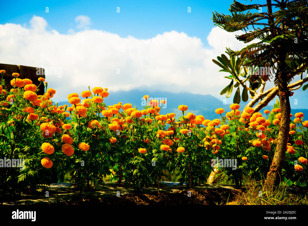 Field of Marigold Flowers - Indonesia Stock Photo