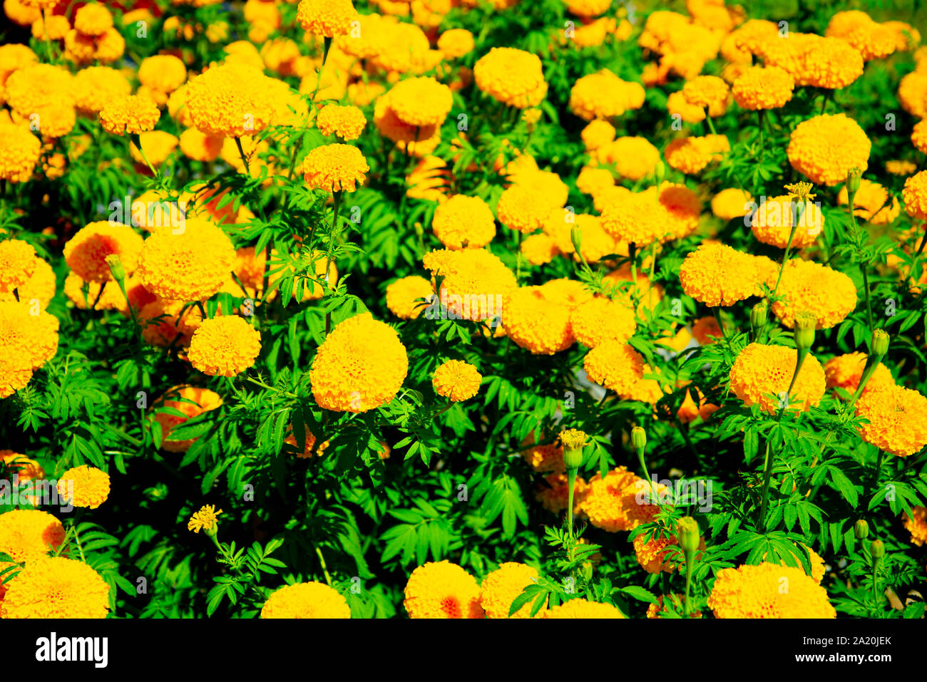 Field of Marigold Flowers - Indonesia Stock Photo