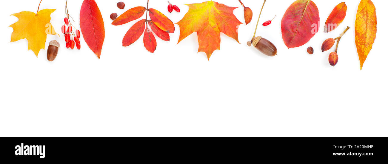 Autumn background border. Vivid fall leaves on white background Stock Photo