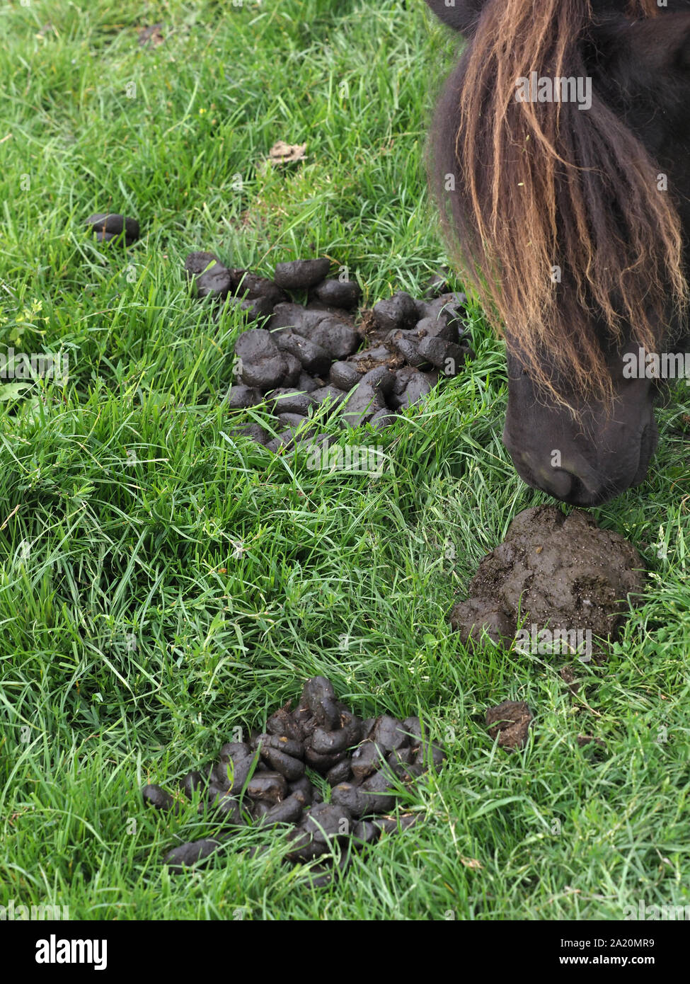 Horse Poo High Resolution Stock Photography and Images Alamy