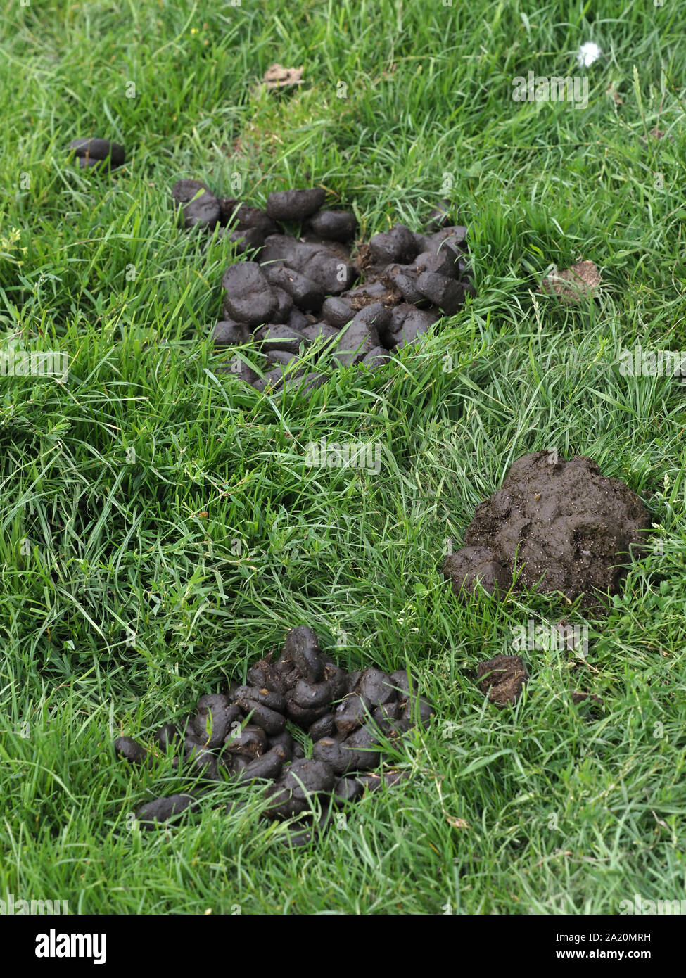 Horse poo hires stock photography and images Alamy