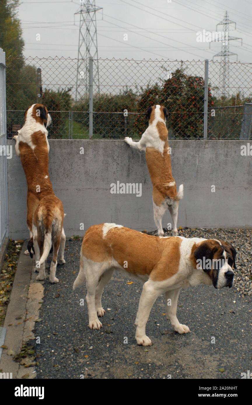 Switzerland, breeding of St. Bernard dogs in Martigny Stock Photo ...