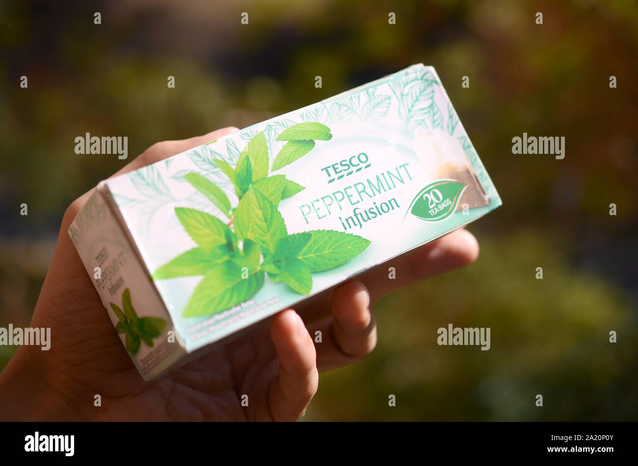 KHARKOV, UKRAINE - SEPTEMBER 23, 2019: Pack shot of peppermint infusion tea of Tesco plc in male hand. Tesco is a British multinational groceries and Stock Photo