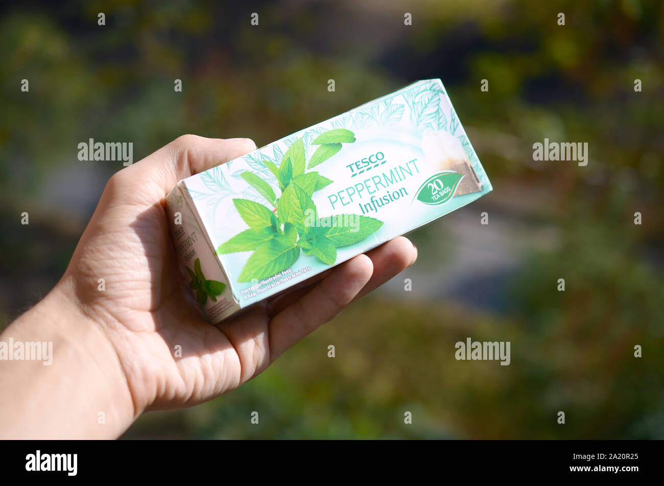 KHARKOV, UKRAINE - SEPTEMBER 23, 2019: Pack shot of peppermint infusion tea of Tesco plc in male hand. Tesco is a British multinational groceries and Stock Photo