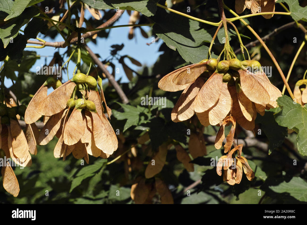samaras, the winged seeds of sycamore maple Stock Photo Alamy