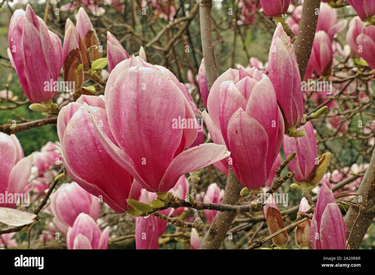 the flowers of magnolia  x soulangeana, saucer magnolia Stock Photo
