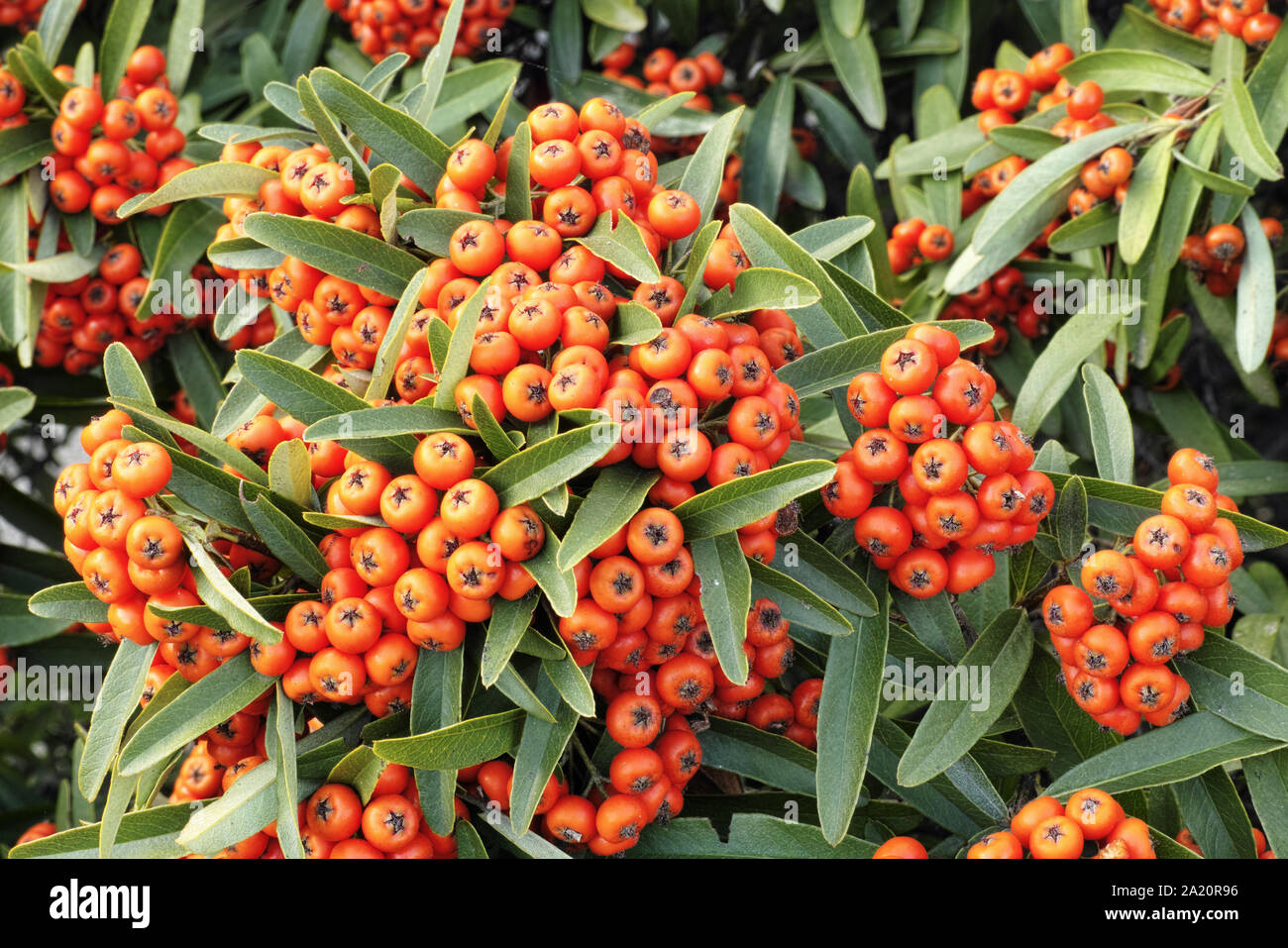 the red berries and foliage of scarlet firethorn Stock Photo Alamy