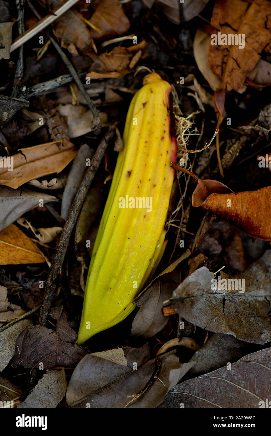 Candle Tree fruit hanging from tree branch Stock Photo Alamy