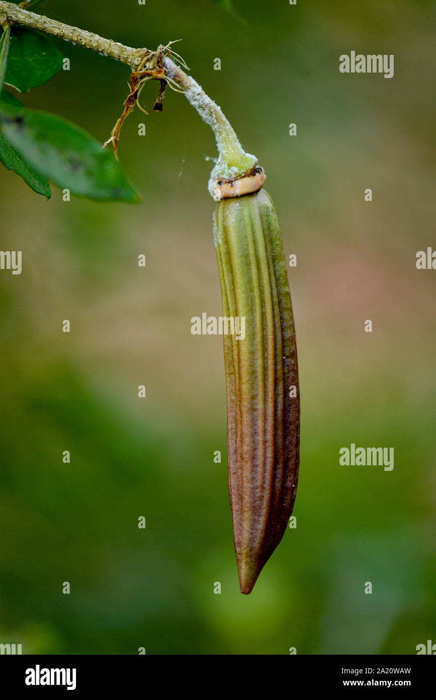 Candle Tree fruit hanging from tree branch Stock Photo Alamy