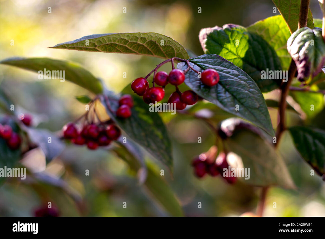 The Clueless Gardeners A Garden Blog Native Berries