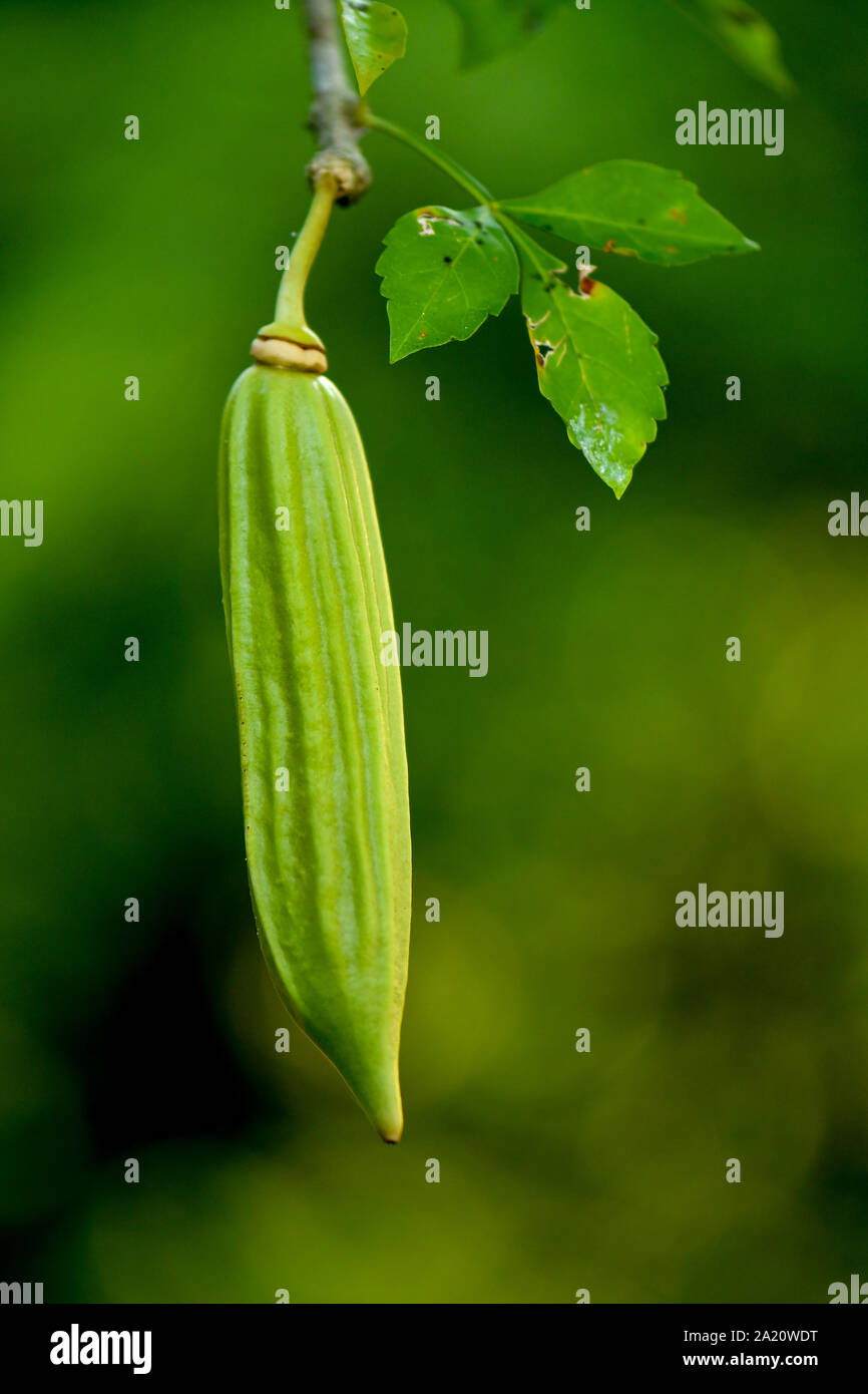 Candle Tree fruit hanging from tree branch Stock Photo Alamy