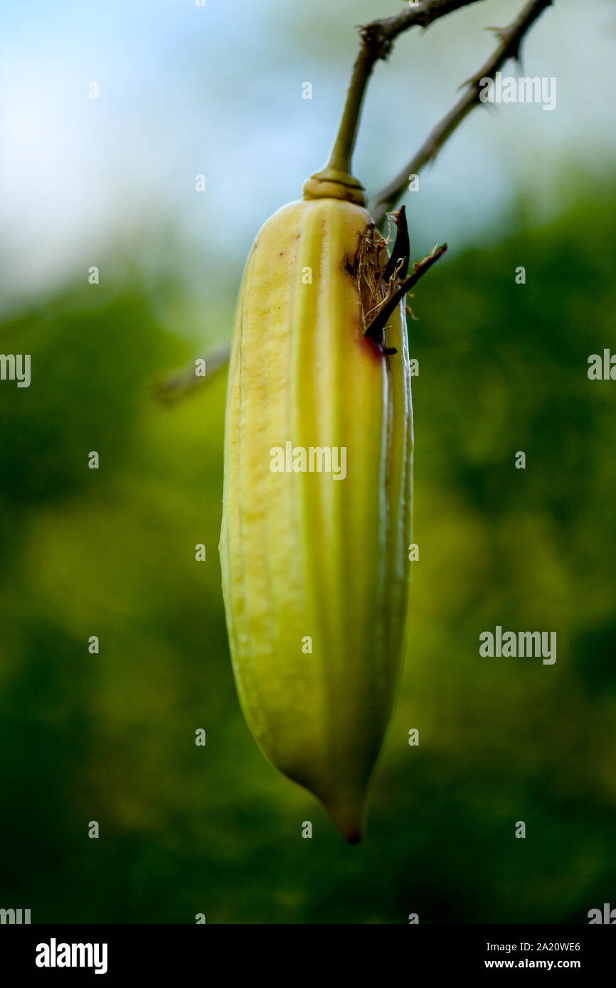 Candle Tree fruit hanging from tree branch Stock Photo Alamy