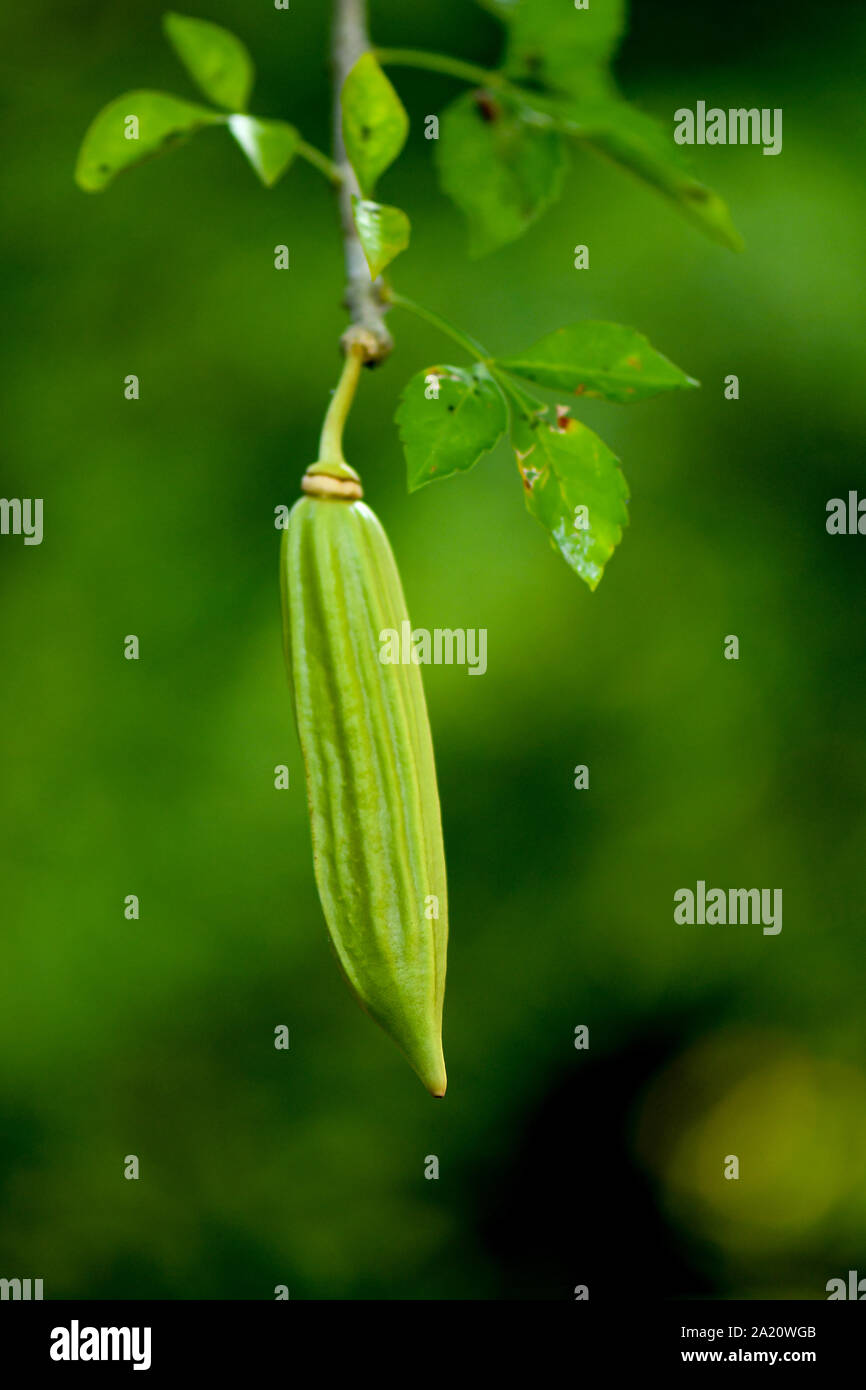 Candle Tree fruit hanging from tree branch. Stock Photo