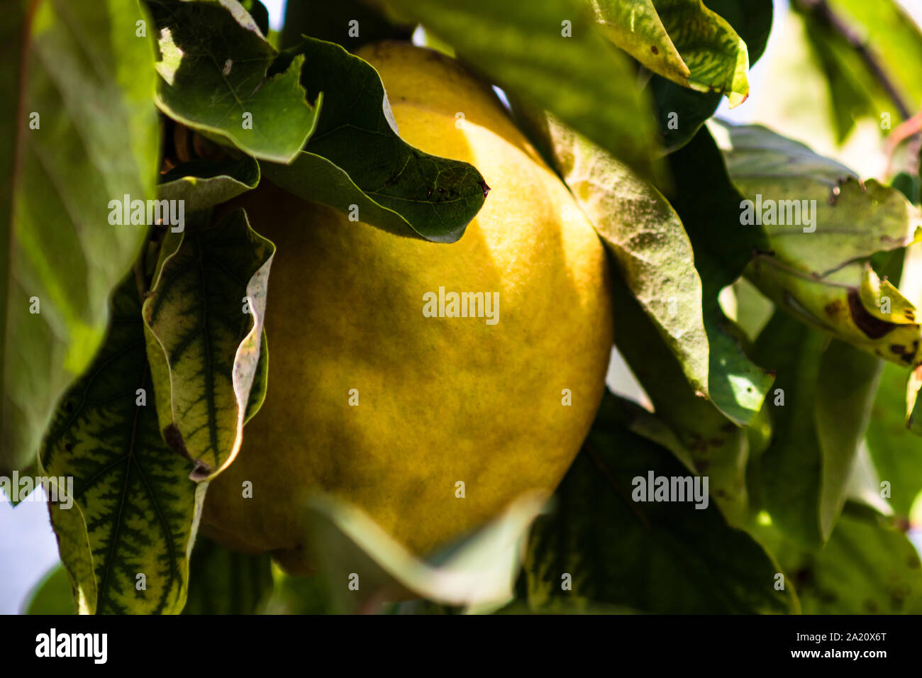 Quinces growing on tree, close up view. Branch of a tree with ripe