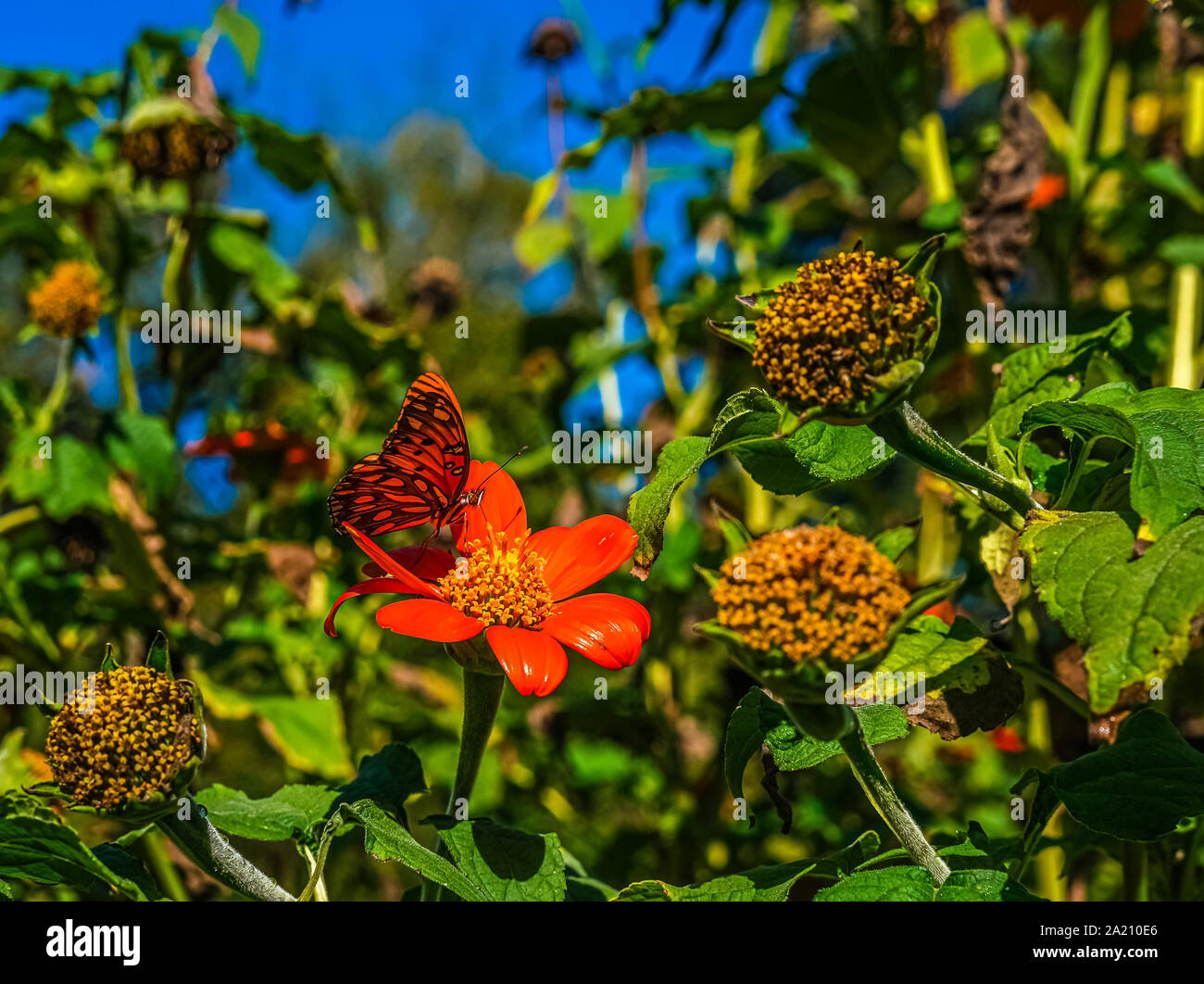 Monarch on Orange Flower Stock Photo