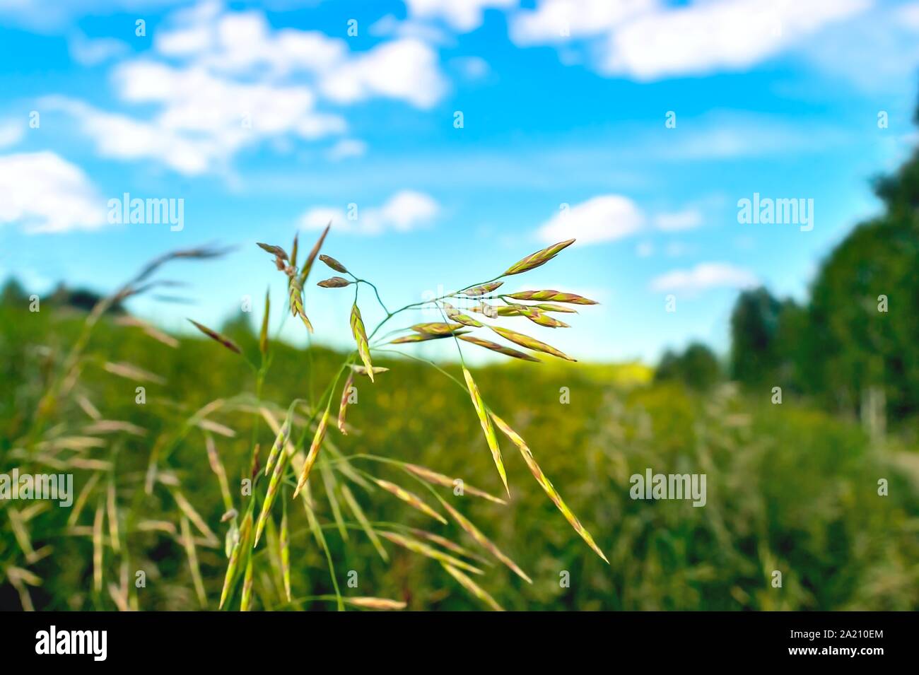 Smooth Brome Grass (Bromus Inermis) on a Colorful Meadow, Blue Sky, White Clouds, Trees, in Highland Area on a Summer Day. Bromegrass is a Roadside or Stock Photo