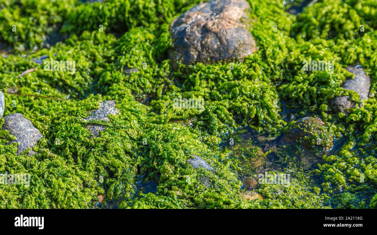 Tidal Pool Moss on a Rocky Beach at Low tide Stock Photo Alamy