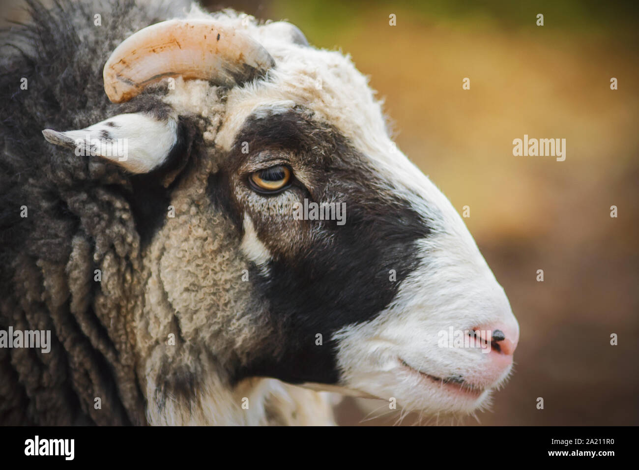 sheep muzzle