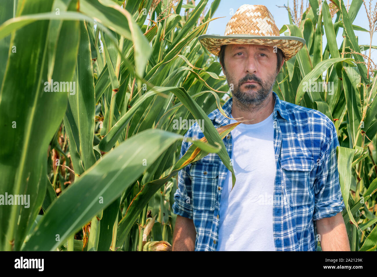 Portrait of handsome corn farmer in cultivated maize field wearing ...