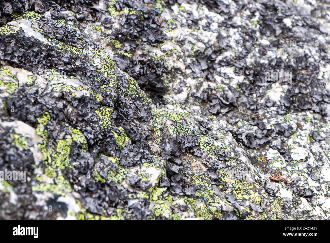 Natural composition of moss and lichen on the rock Stock Photo - Alamy