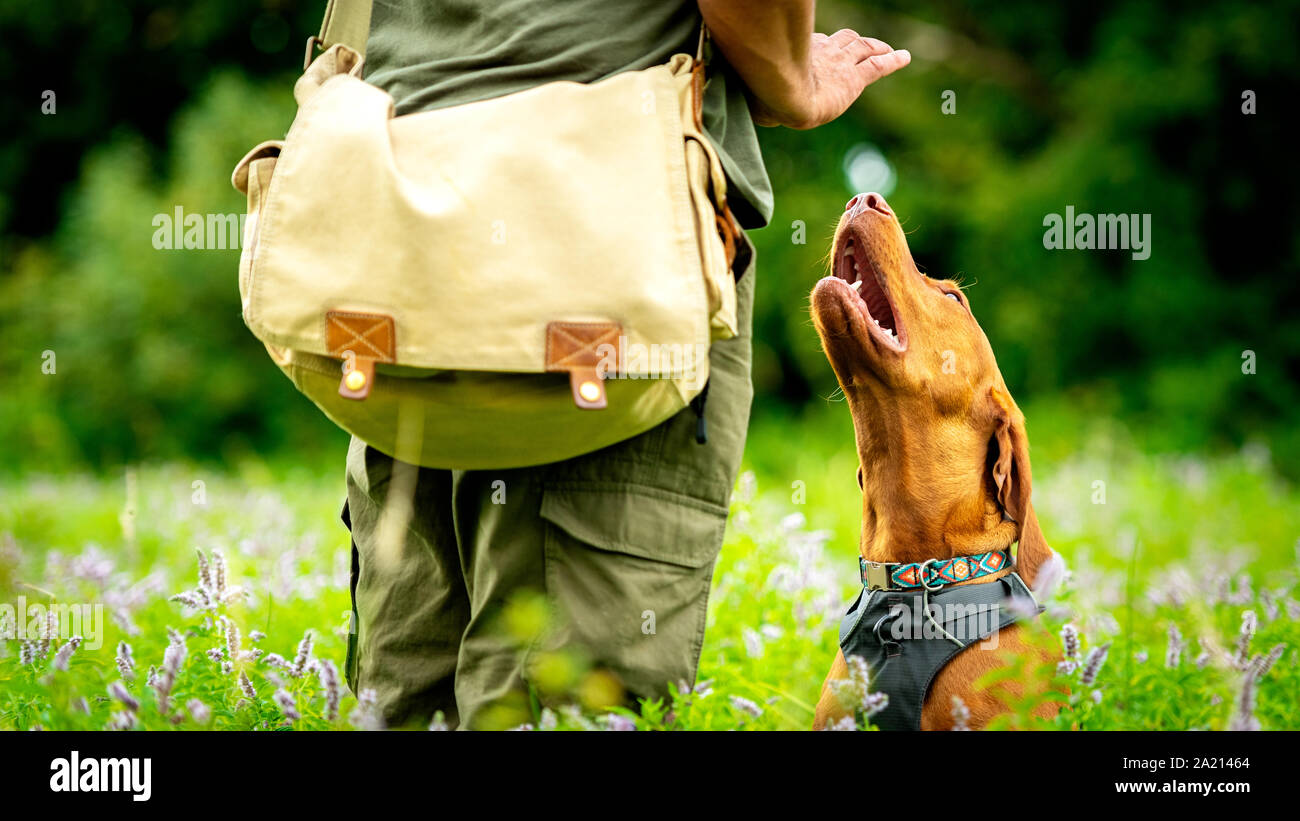 Beautiful Hungarian Vizsla puppy and its owner during obedience