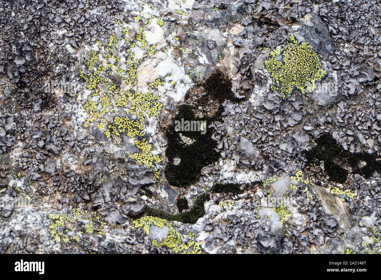 Natural composition of moss and lichen on the rock Stock Photo - Alamy