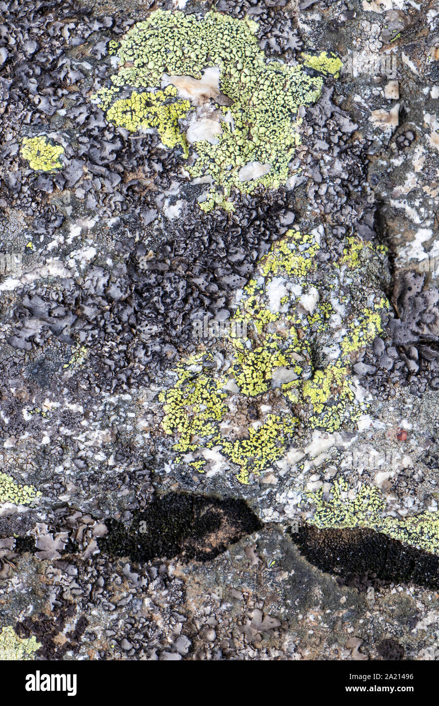 Natural composition of moss and lichen on the rock Stock Photo - Alamy