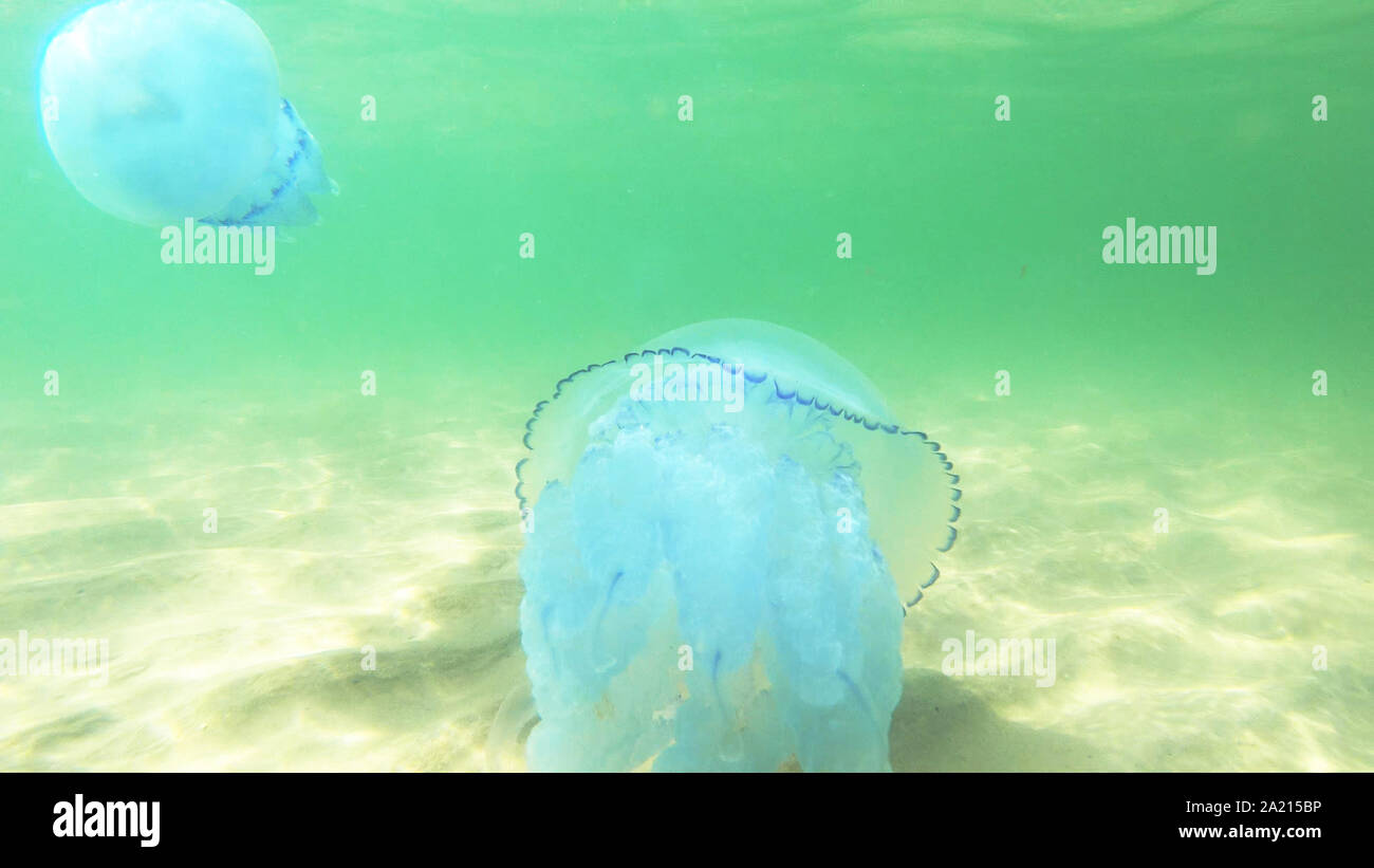 Jellyfish or Rhizostoma pulmo floating in deep water Stock Photo Alamy