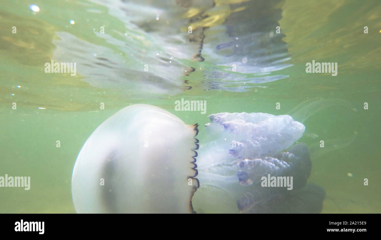 Barrel jellyfish Rhizostoma pulmo in water. Stock Photo