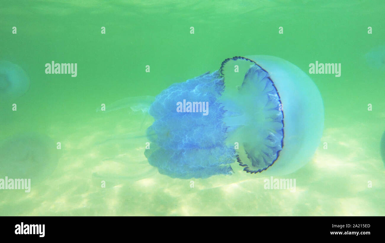 Close up of jellyfish swimming underwater Stock Photo - Alamy