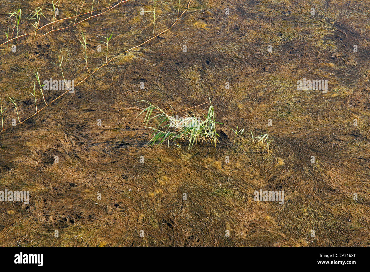 Long runner grass growing over patch of freshwater algae in a muddy marshy area of St Lucia Estuary, Umkhanyakude District Municipality, KwaZulu Natal, South Africa. Stock Photo