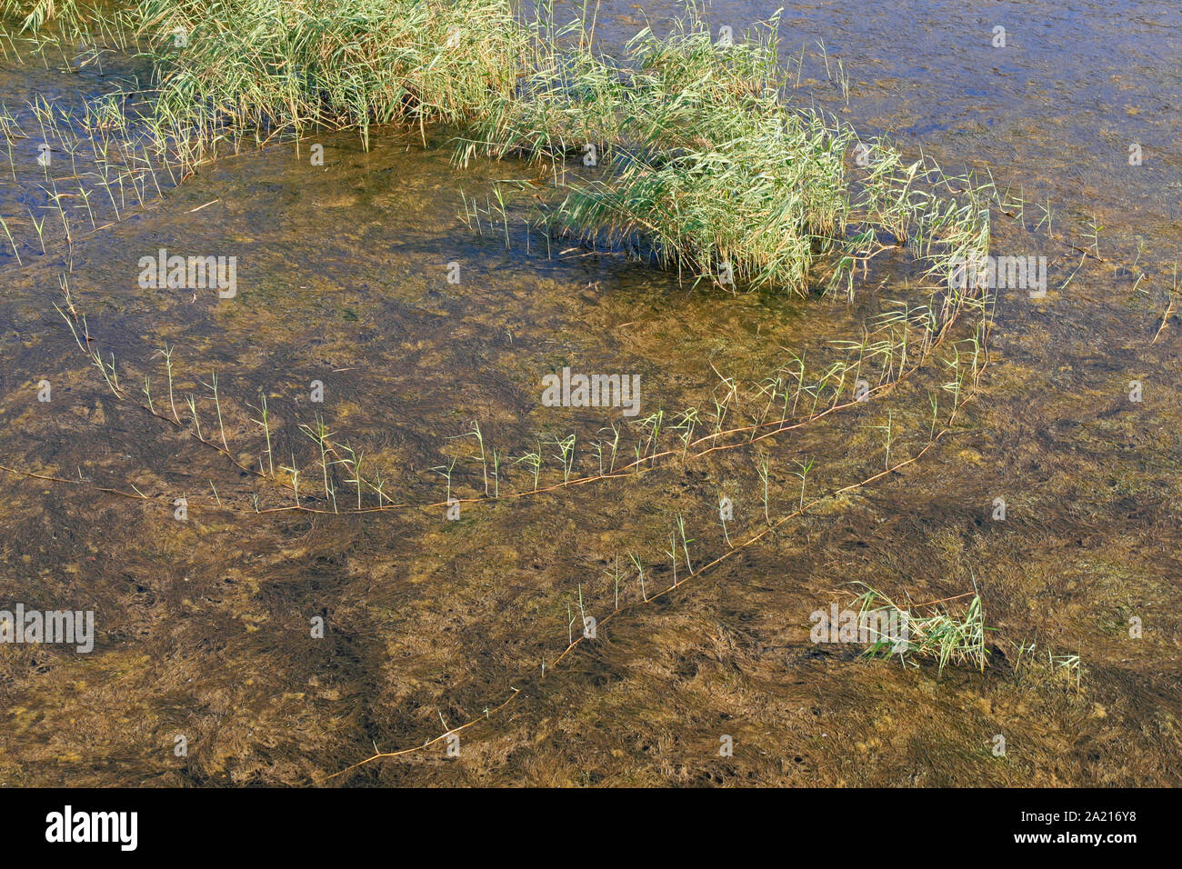 Long runner grass growing over patch of freshwater algae in a muddy marshy area of St Lucia Estuary, Umkhanyakude District Municipality, KwaZulu Natal, South Africa. Stock Photo
