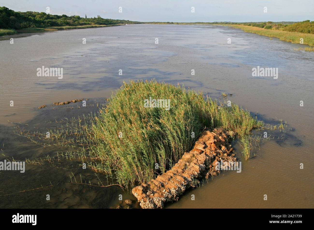 Cluster of long runner grass growing over patch of freshwater algae in a muddy marshy area of St Lucia Estuary, Umkhanyakude District Municipality, KwaZulu Natal, South Africa. Stock Photo