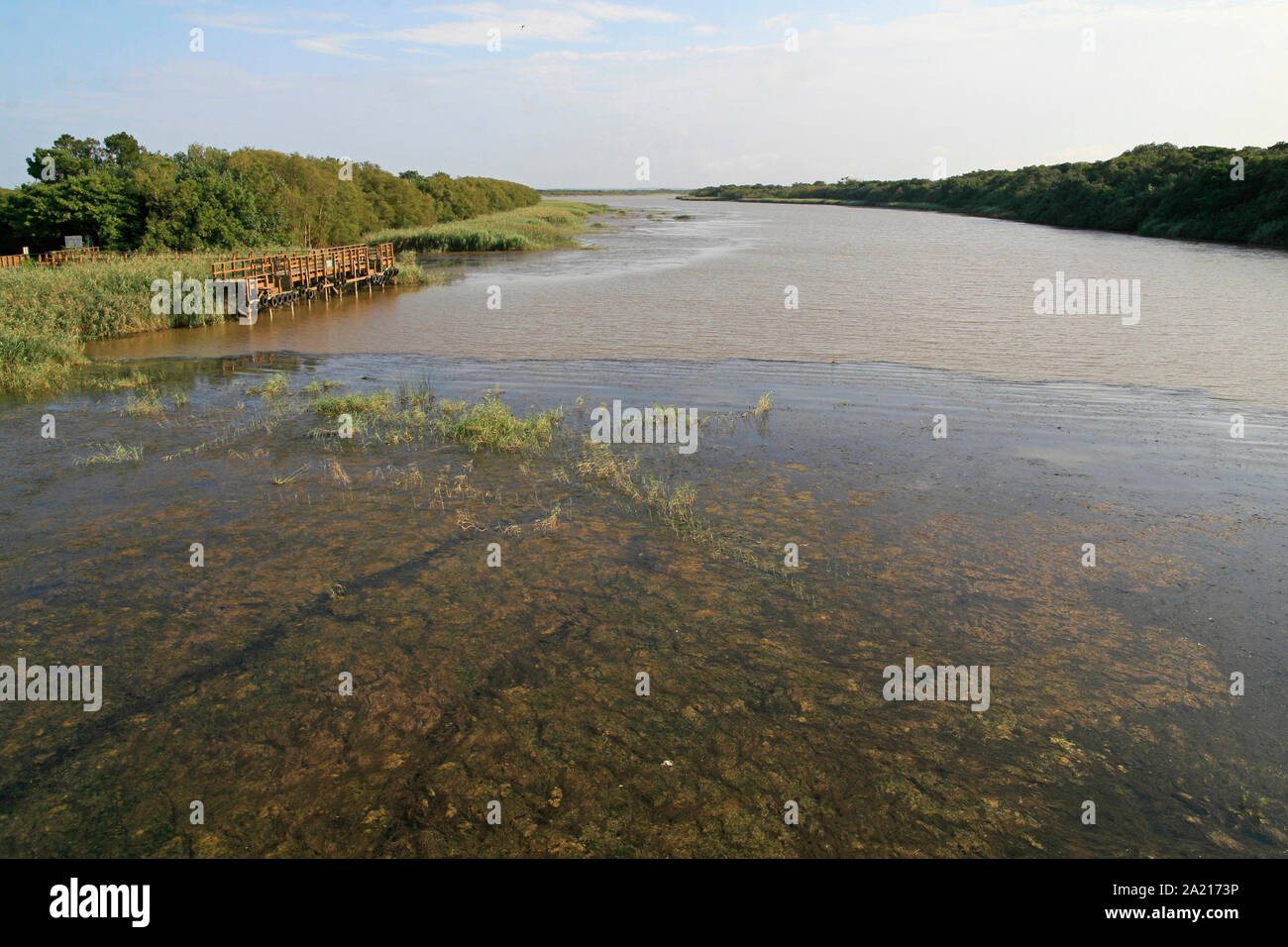 Jetty with long runner grass growing over patch of freshwater algae in a muddy marshy area of St Lucia Estuary, Umkhanyakude District Municipality, KwaZulu Natal, South Africa. Stock Photo