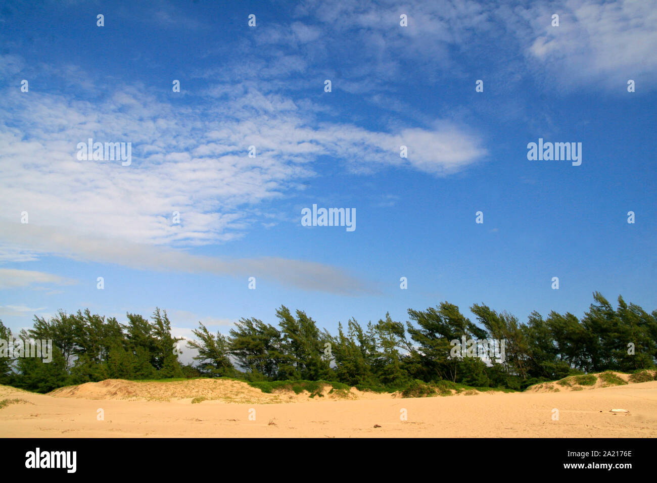 Pine trees and vines on beach, St Lucia coastline, Umkhanyakude District Municipality, KwaZulu Natal, South Africa. Stock Photo