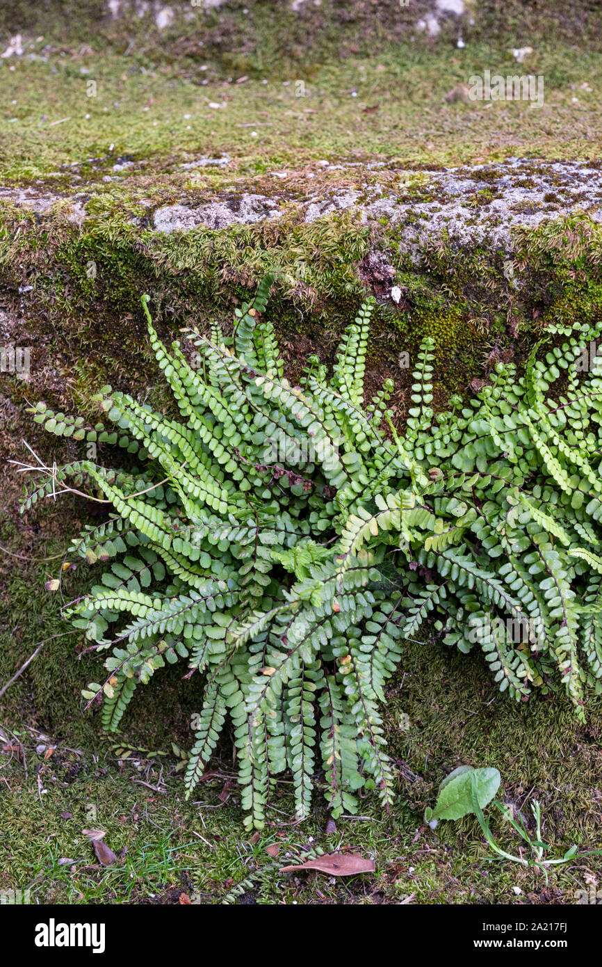 Common spleenwort hi-res stock photography and images - Alamy