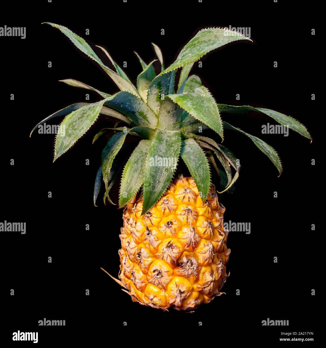Ripe pineapple fruit with dew drops on leaves closeup isolated on black background Stock Photo