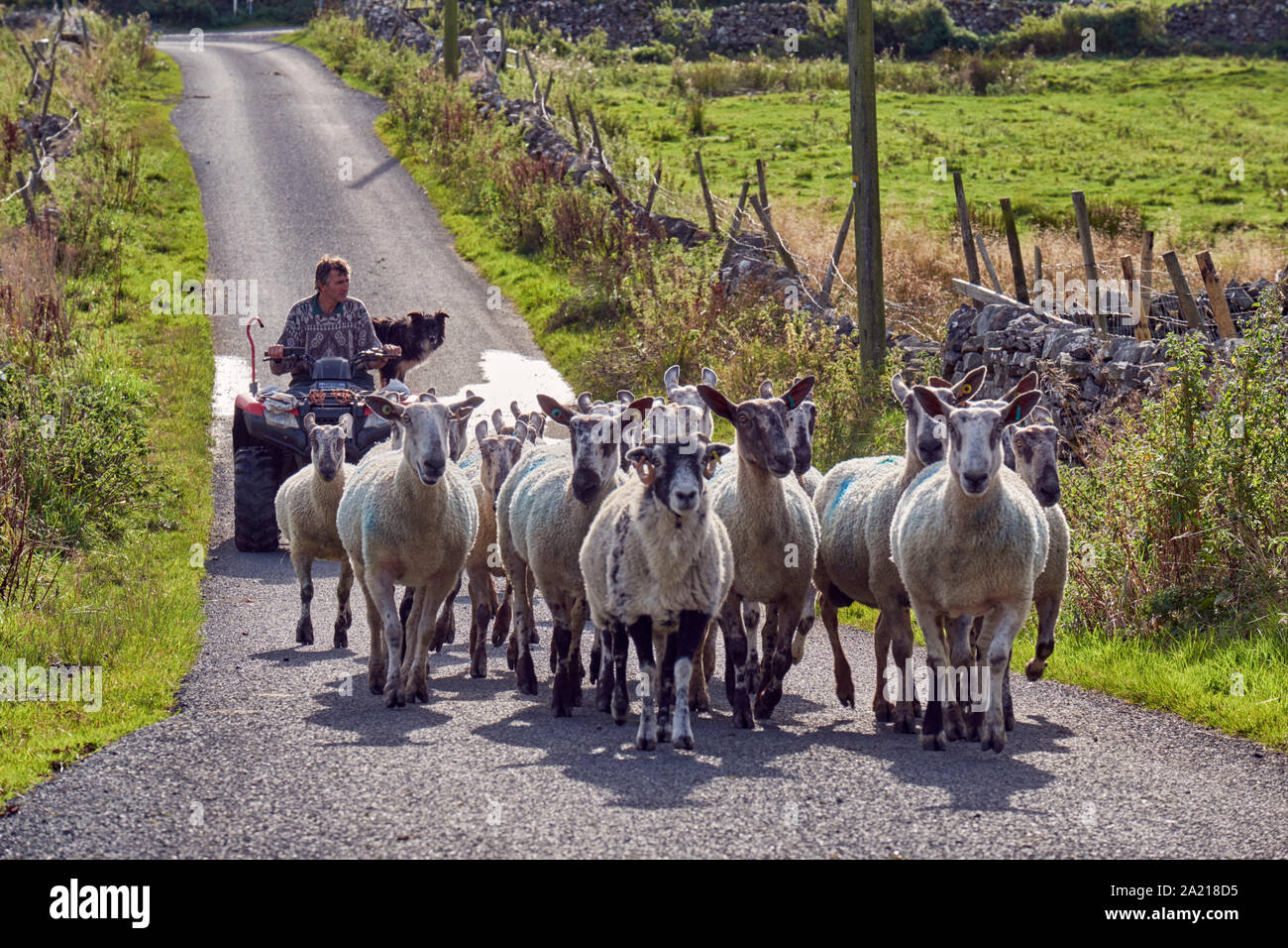 Herding sheep along road. Marsett, Yorkshire Dales National Park, England. Stock Photo