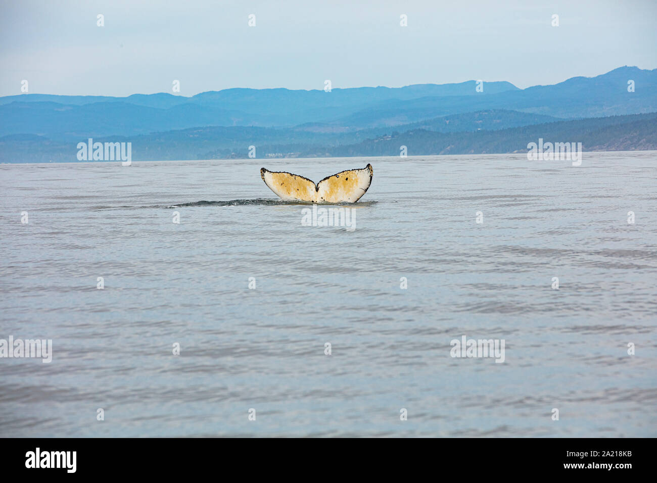 Humpback whale diving Stock Photo
