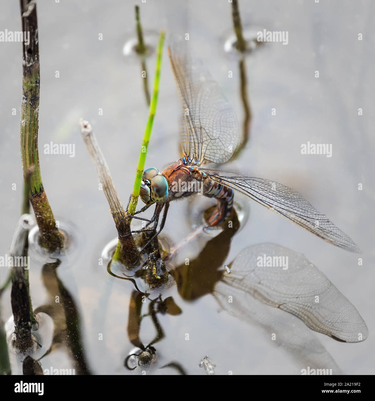 Dragonfly lays eggs on a twig in a pond. The process of reproduction. Wild nature. Stock Photo