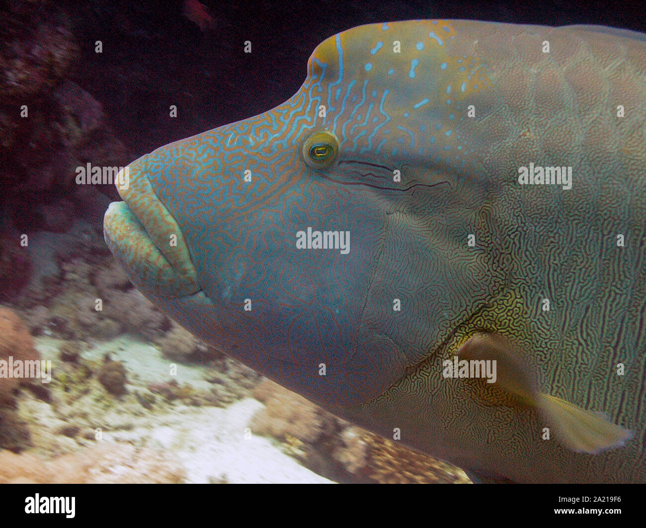 Napoleon Wrasse (Cheilinus undulatus Stock Photo - Alamy