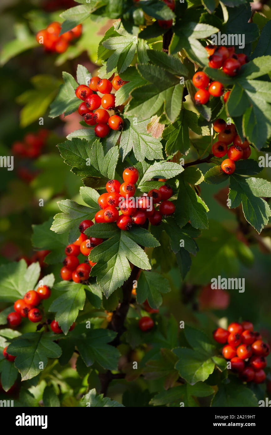 A bunch of ripe, red berries of hawthorn on the branches Stock Photo ...