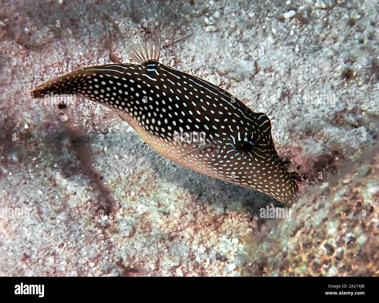 A Pearl Toby (Canthigaster margaritata) Stock Photo