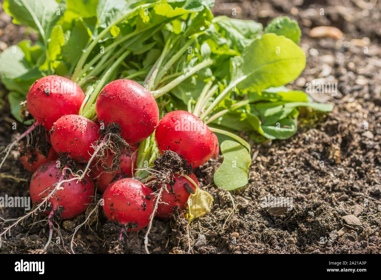 Freshly picked radishes lie on a bed Stock Photo