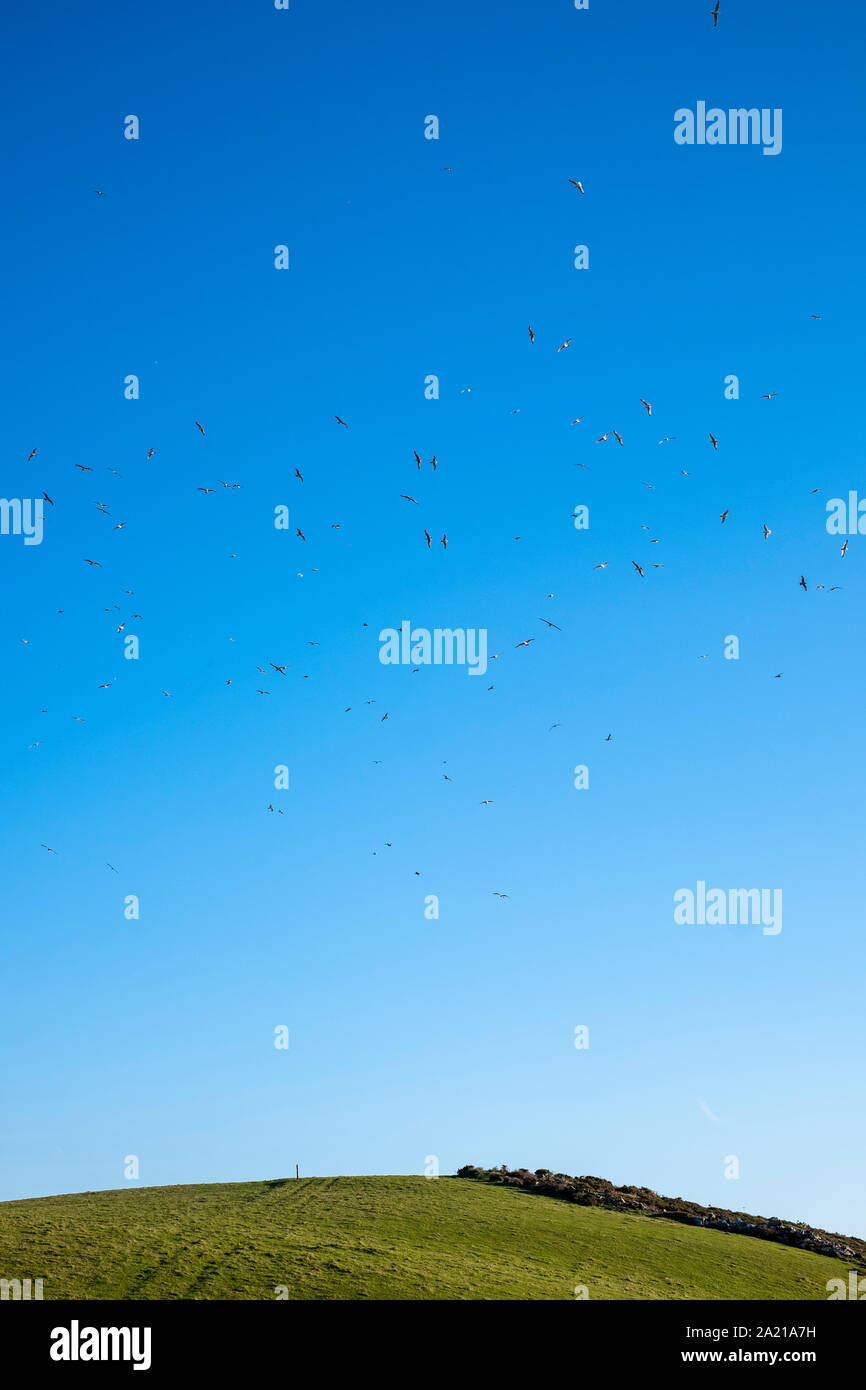 Seagulls in a blue sky, Devon Stock Photo