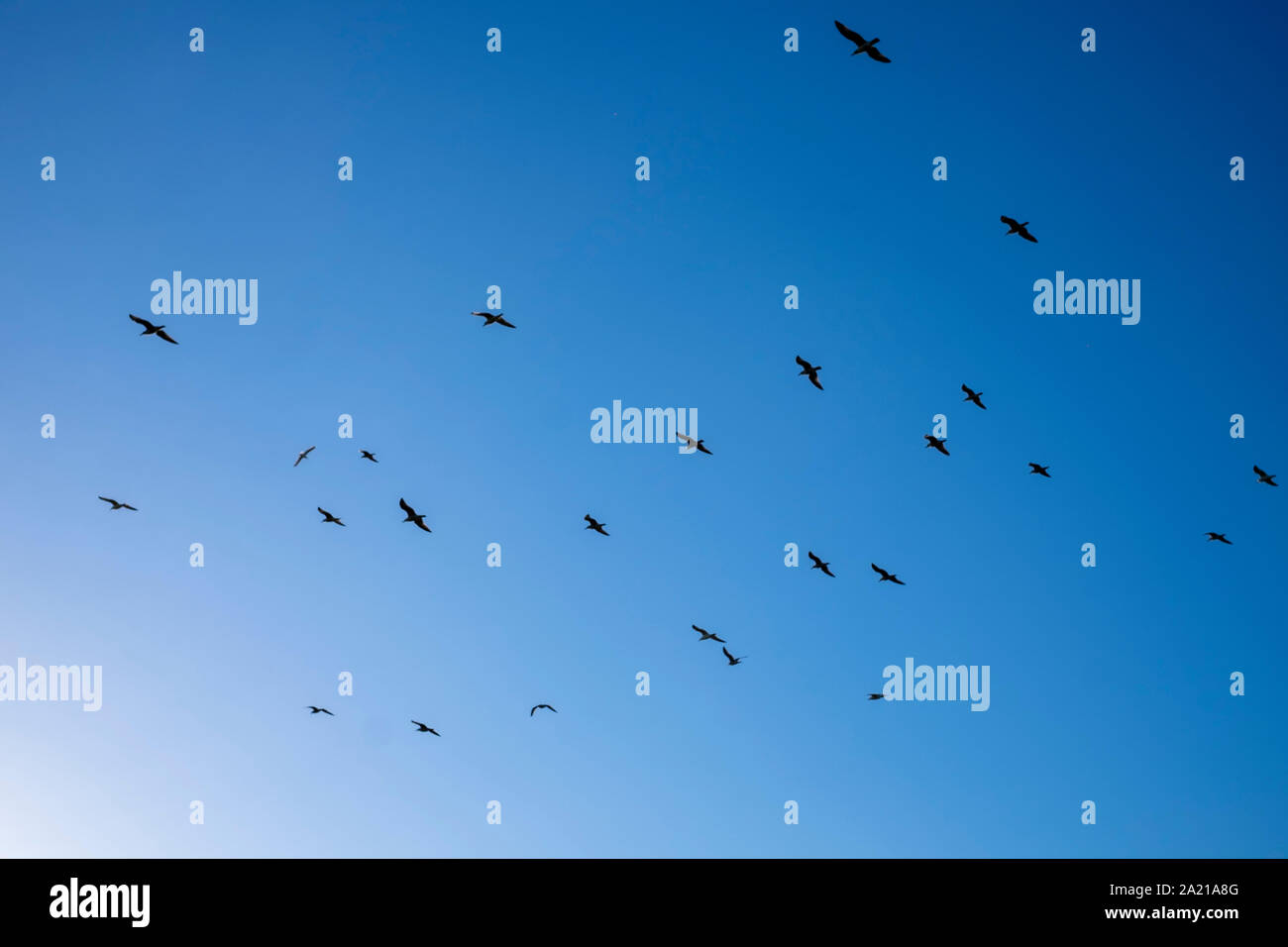 Seagulls in a blue sky, Devon Stock Photo