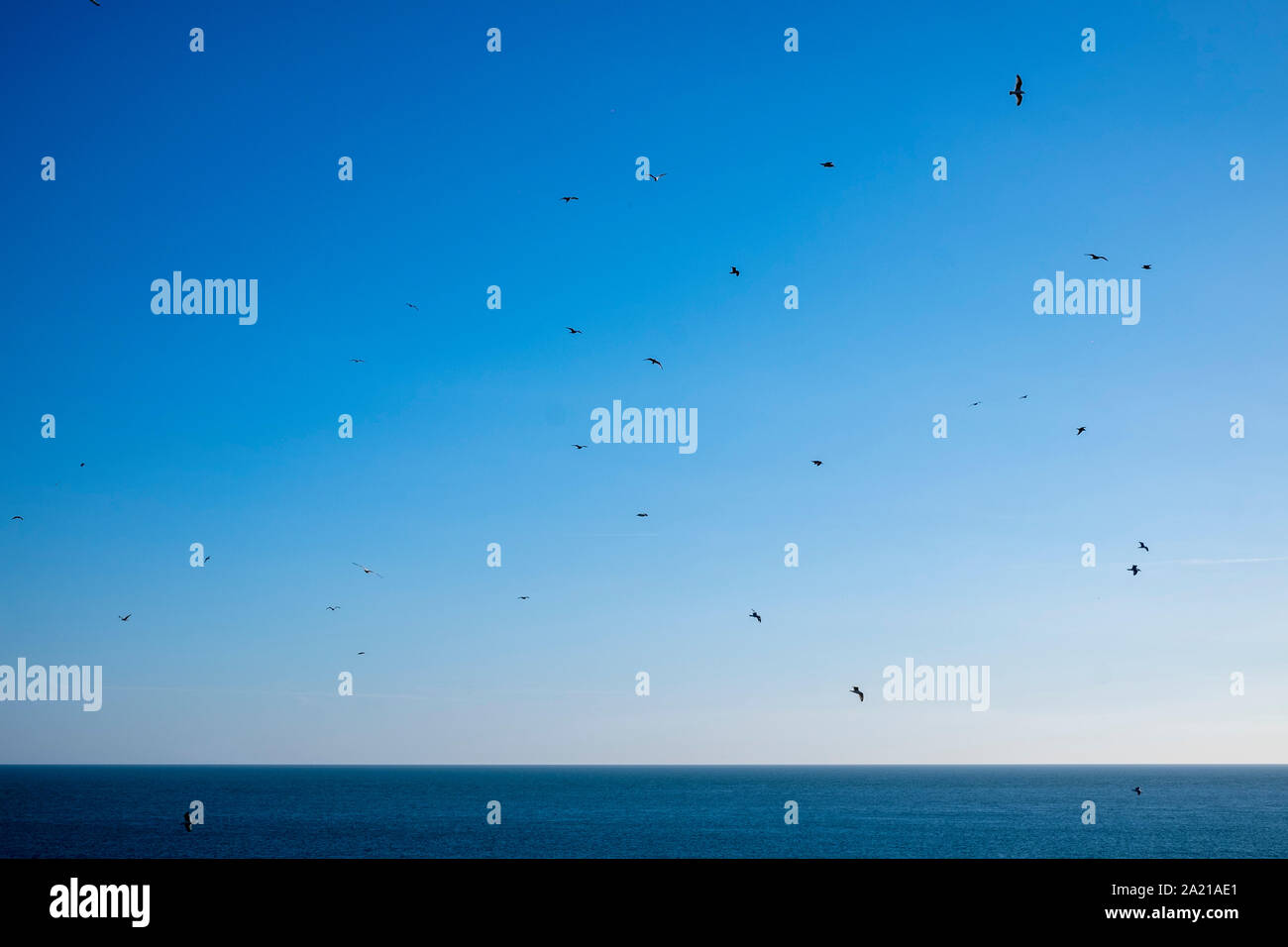 Seagulls in a blue sky, Devon Stock Photo
